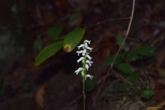 Spiranthes niklasii