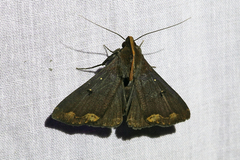 Rejectaria cocytalis