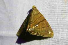 Eulepidotis carcistola