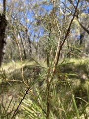Hakea teretifolia