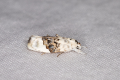 Piloprepes antidoxa