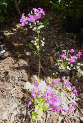 Primula malacoides