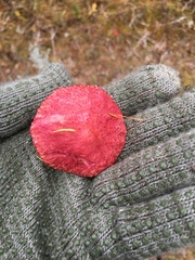Suillus paluster