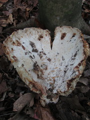 Russula brevipes megaspora