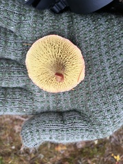 Suillus paluster