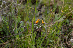 Pultenaea procumbens