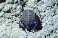 Pseudogarypus