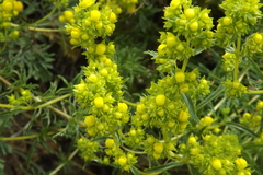 Calceolaria thyrsiflora