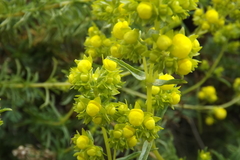 Calceolaria thyrsiflora