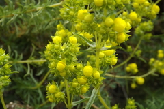 Calceolaria thyrsiflora