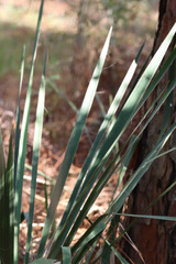 Yucca louisianensis