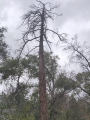 Pseudotsuga macrocarpa