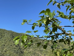 Jatropha vernicosa