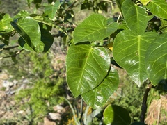 Jatropha vernicosa
