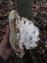 Russula brevipes megaspora