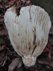 Russula brevipes megaspora