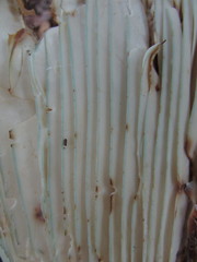 Russula brevipes megaspora