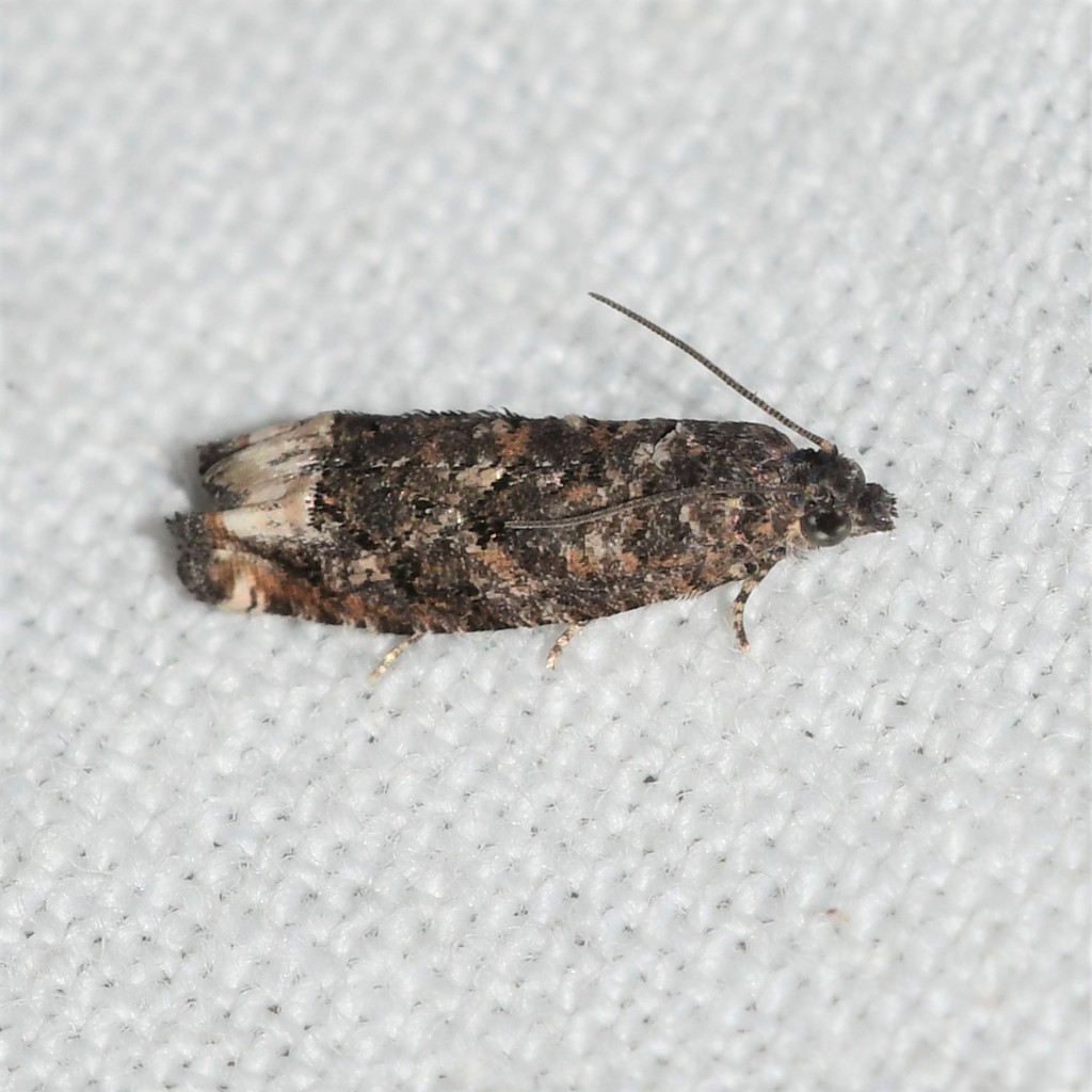 Gretchena dulciana
