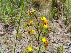 Diuris semilunulata
