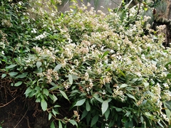 Ageratina riparia