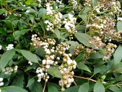 Ageratina riparia