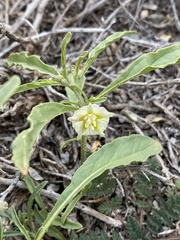 Chamaesaracha coronopus