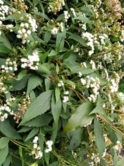Ageratina riparia