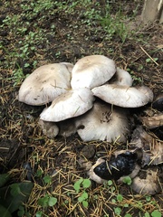 Agaricus