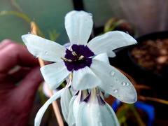Ixia viridiflora