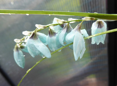 Ixia viridiflora