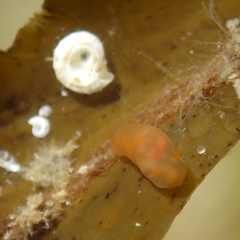 Vayssierea caledonica