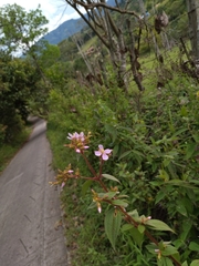 Chaetogastra gracilis