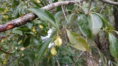Euonymus carnosus