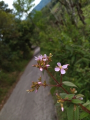 Chaetogastra gracilis