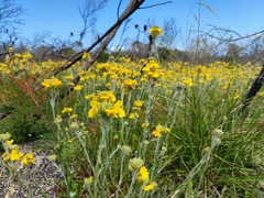 Goodenia glomerata