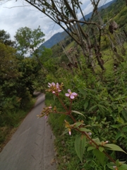 Chaetogastra gracilis