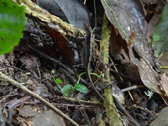 Anolis binotatus