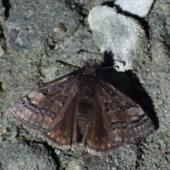 Erynnis brizo