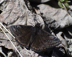 Erynnis brizo