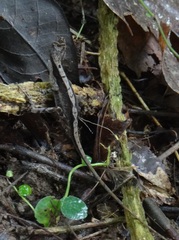 Anolis binotatus