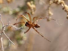 Neoscona oaxacensis