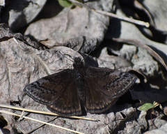Erynnis brizo