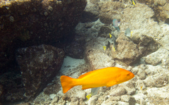 Mycteroperca rosacea