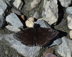 Erynnis brizo