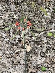 Eucrosia eucrosioides