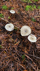 Spodocybe trulliformis
