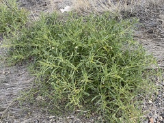 Chamaesaracha coronopus