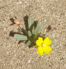 Camissoniopsis pallida