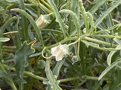 Chamaesaracha coronopus