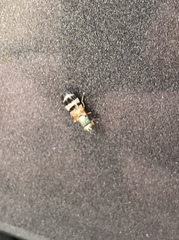 Chaetopsis massyla